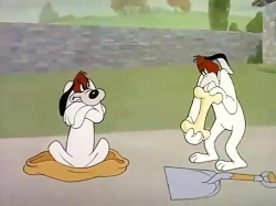 دروپی سگه (دروپی روباهه)